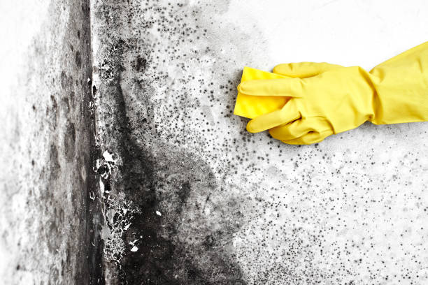 Best Attic Mold Removal  in Sylvania, OH